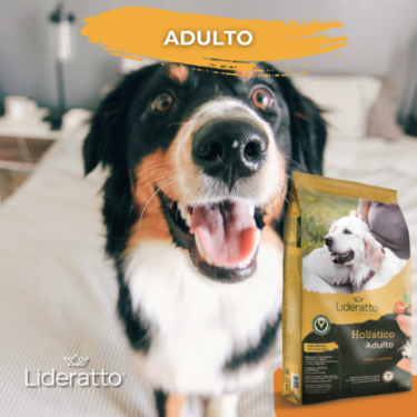 2_Producto_Adulto