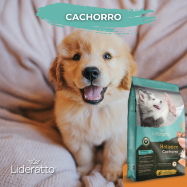 2_Producto_Cachorro
