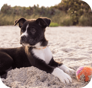 cachorros y madres